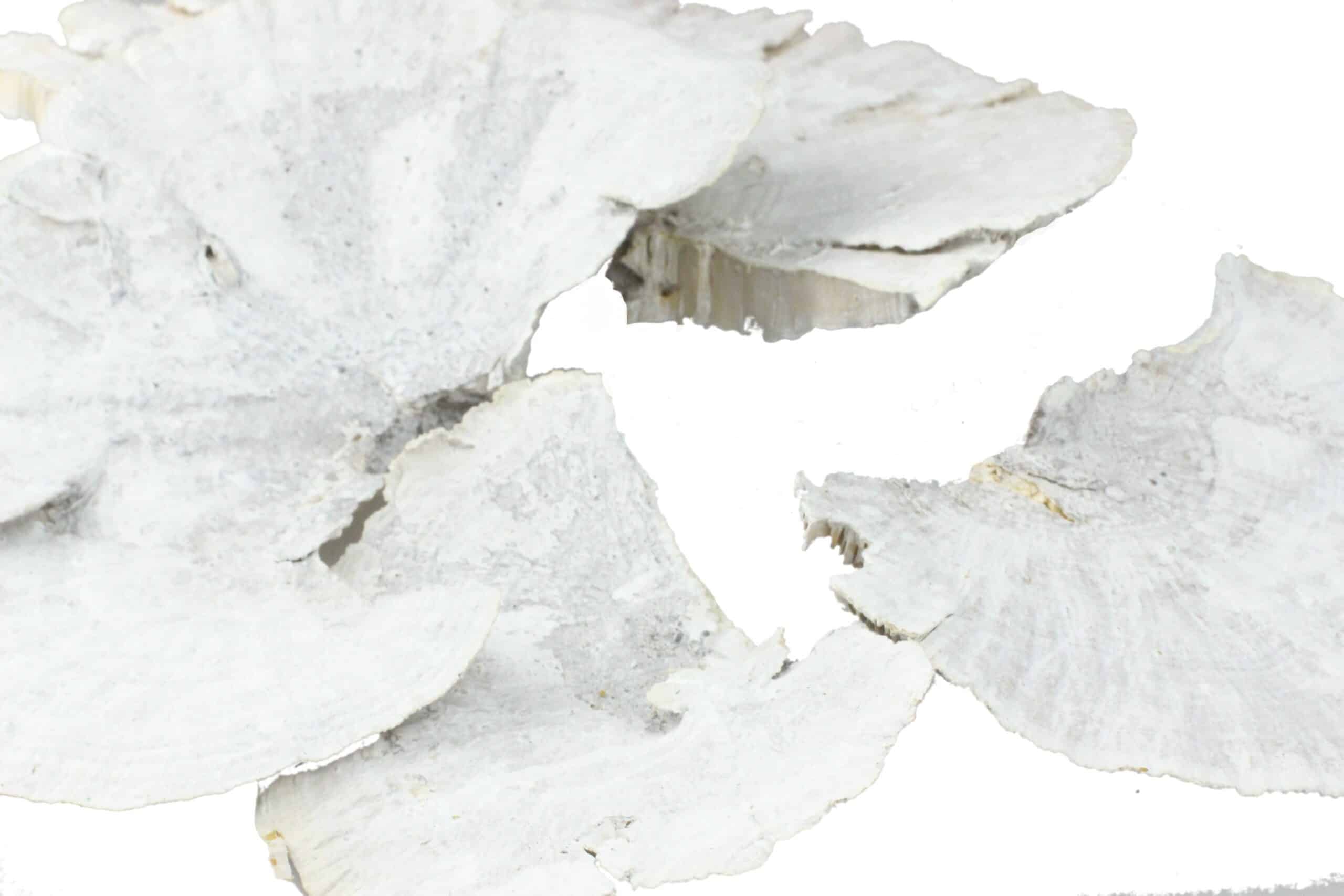 Grzyby suszone 18-25cm white wash 4 szt.