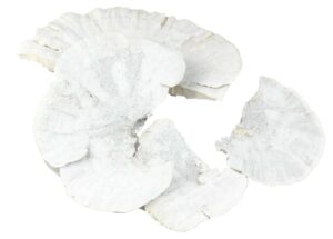 Grzyby suszone 18-25cm white wash 4 szt.
