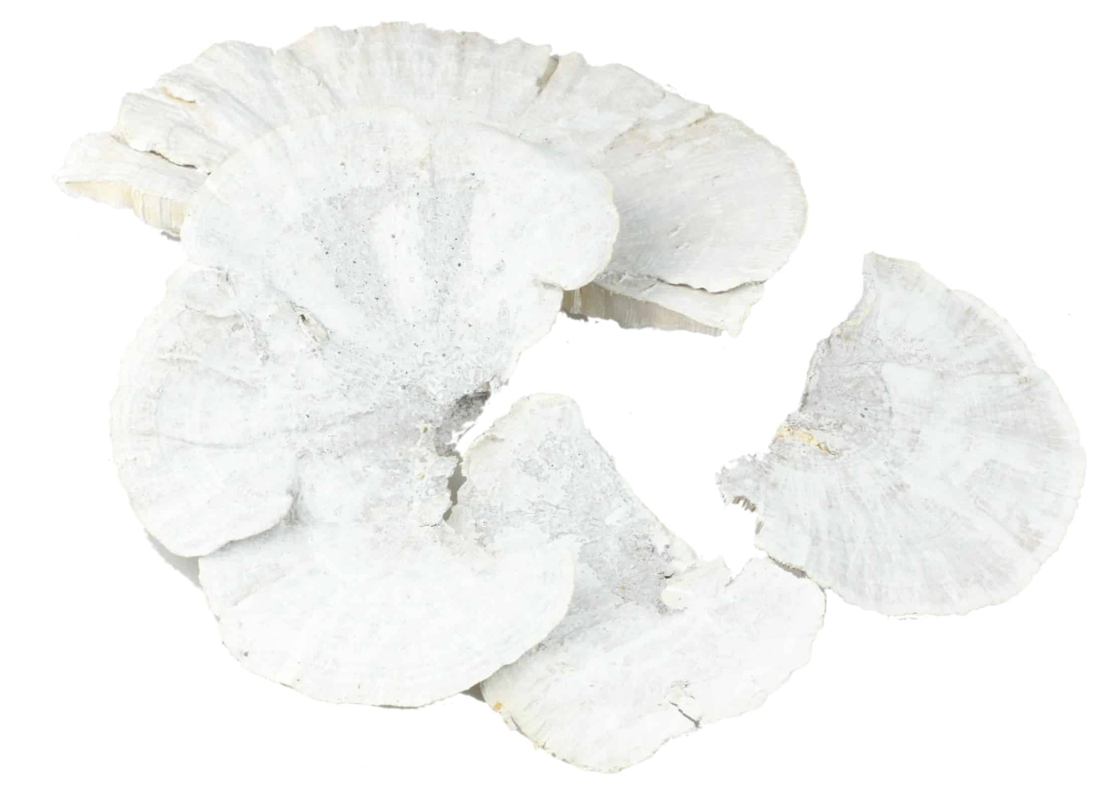 Grzyby suszone 18-25cm white wash 4 szt.