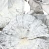 Grzyby suszone 5-8cm white wash 50g