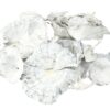 Grzyby suszone 5-8cm white wash 50g