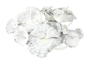 Grzyby suszone 5-8cm white wash 50g