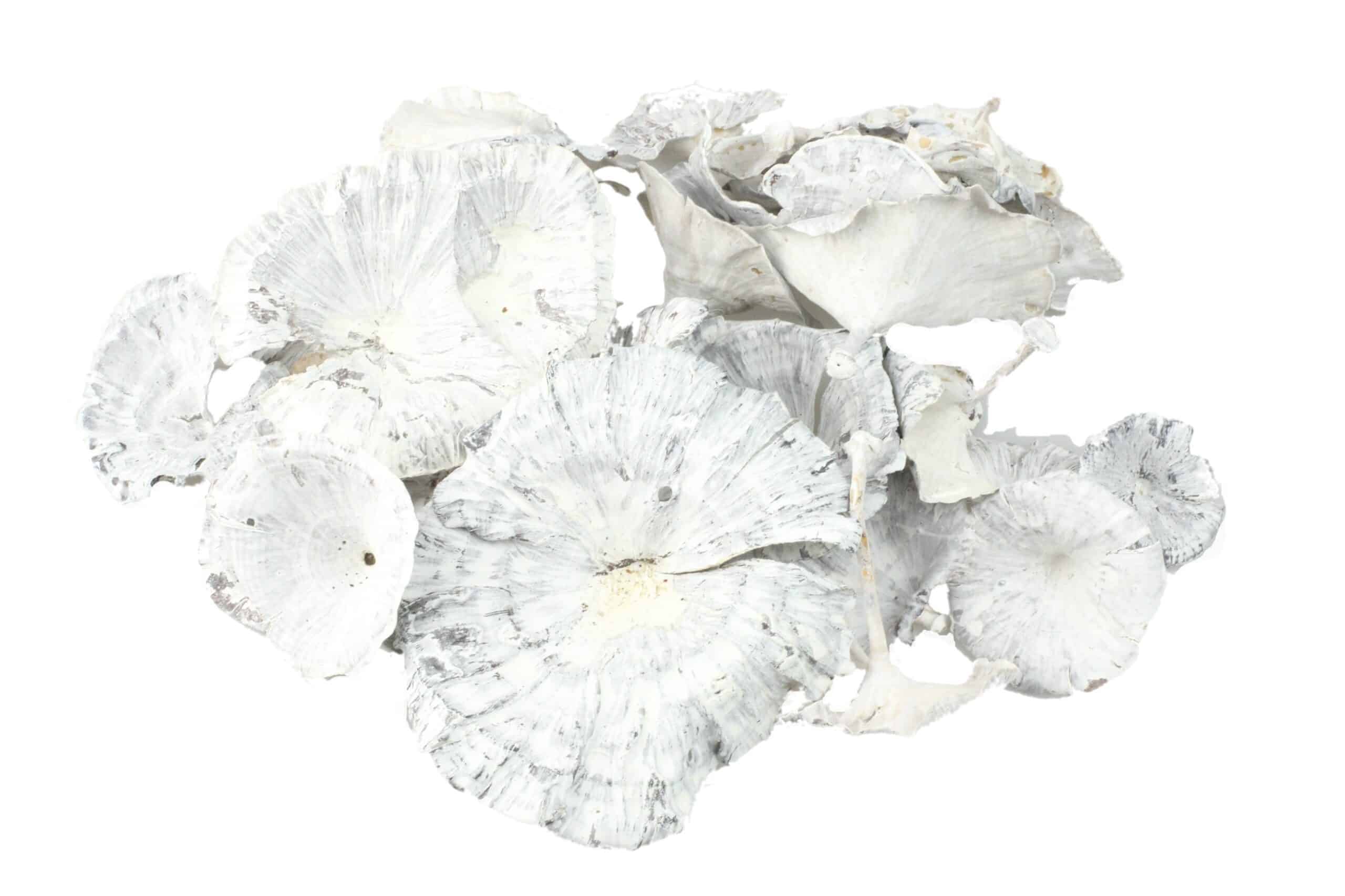 Grzyby suszone 5-8cm white wash 50g
