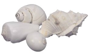 Muszelki dekoracyjne Bleach 500g 5-6cm