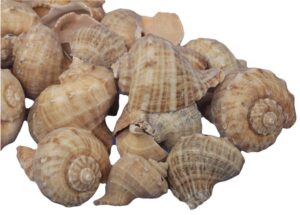 Muszla Chirattai 5-10cm Naturalna 1szt
