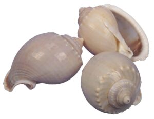 Muszla Pal Garuda 6-9cm Naturalna 1szt