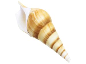 Muszle morska Brown Eluthani