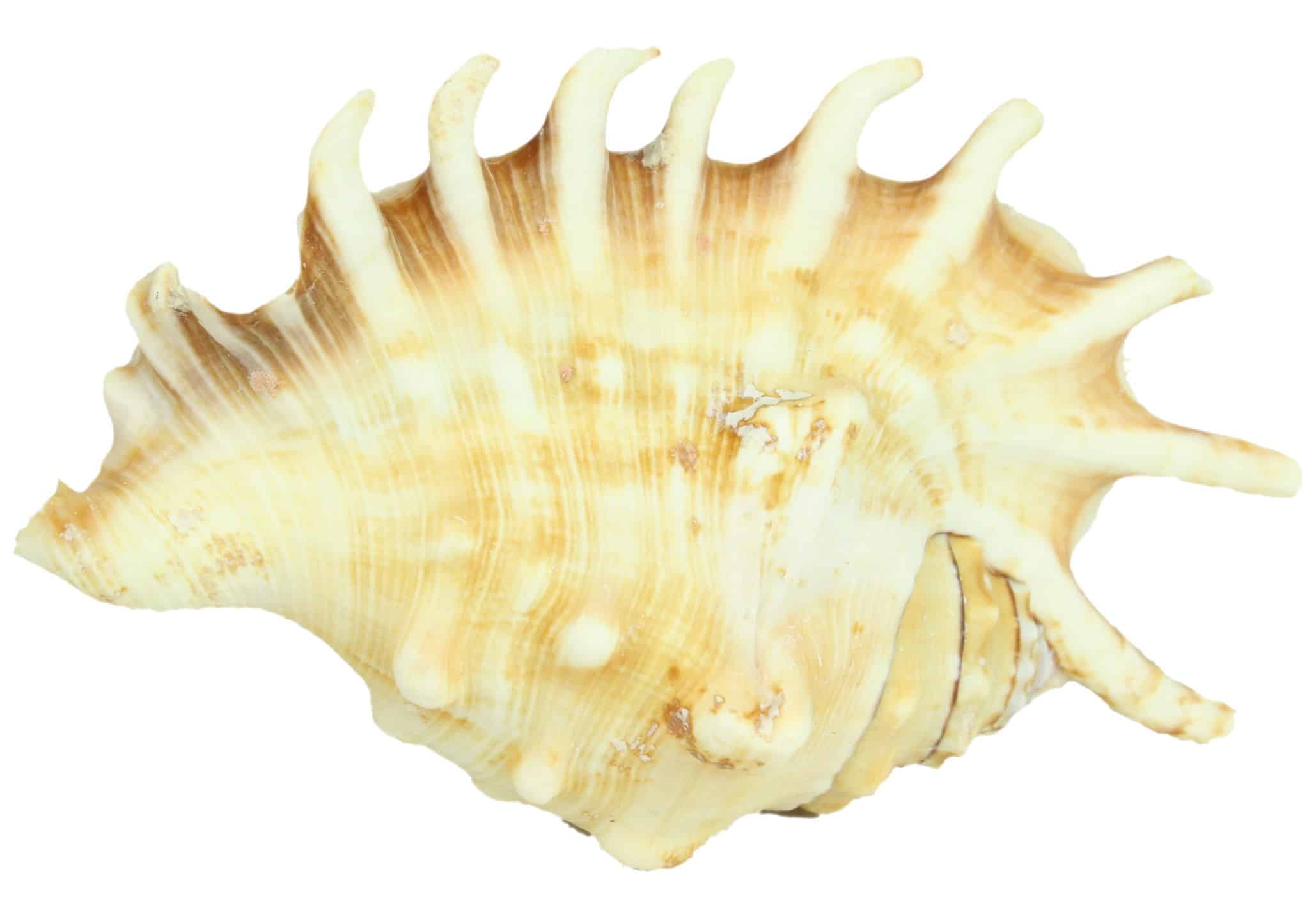 Muszle Morska Lambis Millepeda