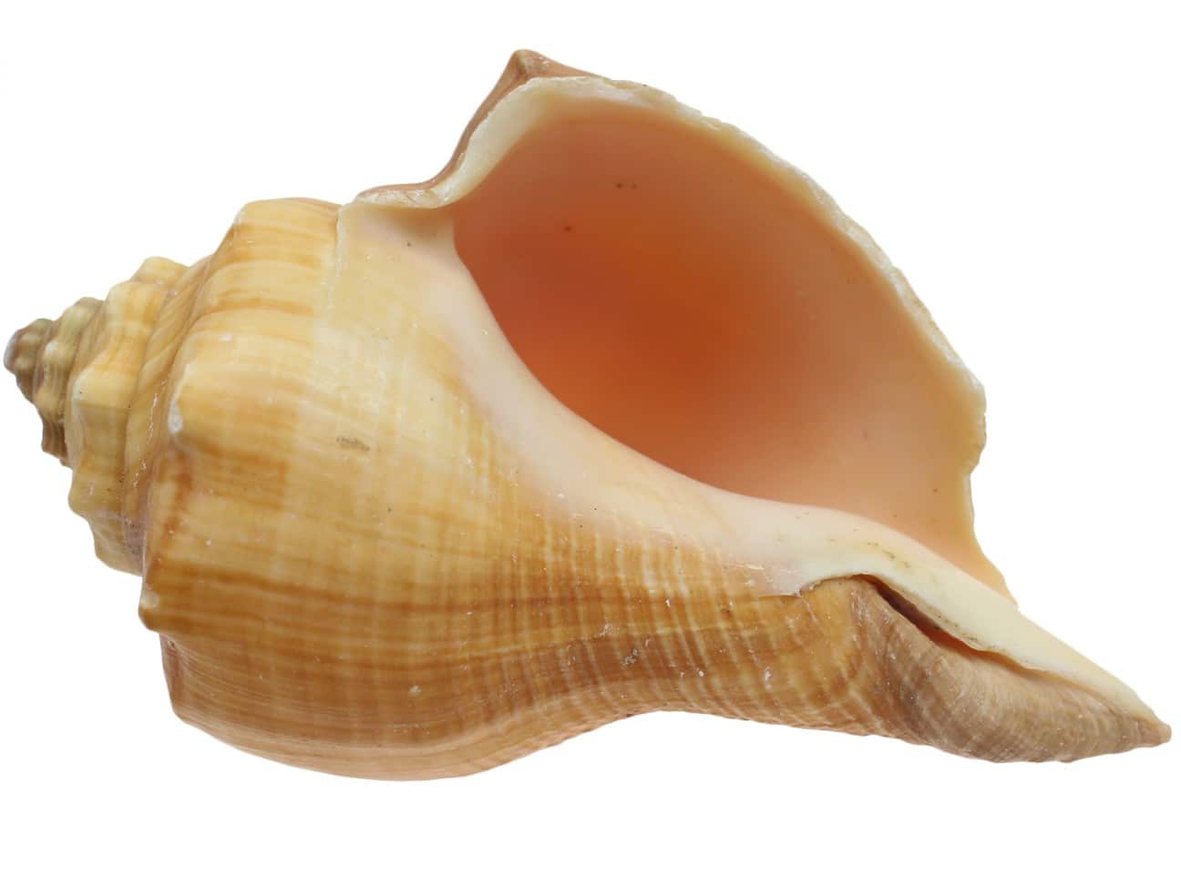 Muszle Morska Ślimak Red Mulli