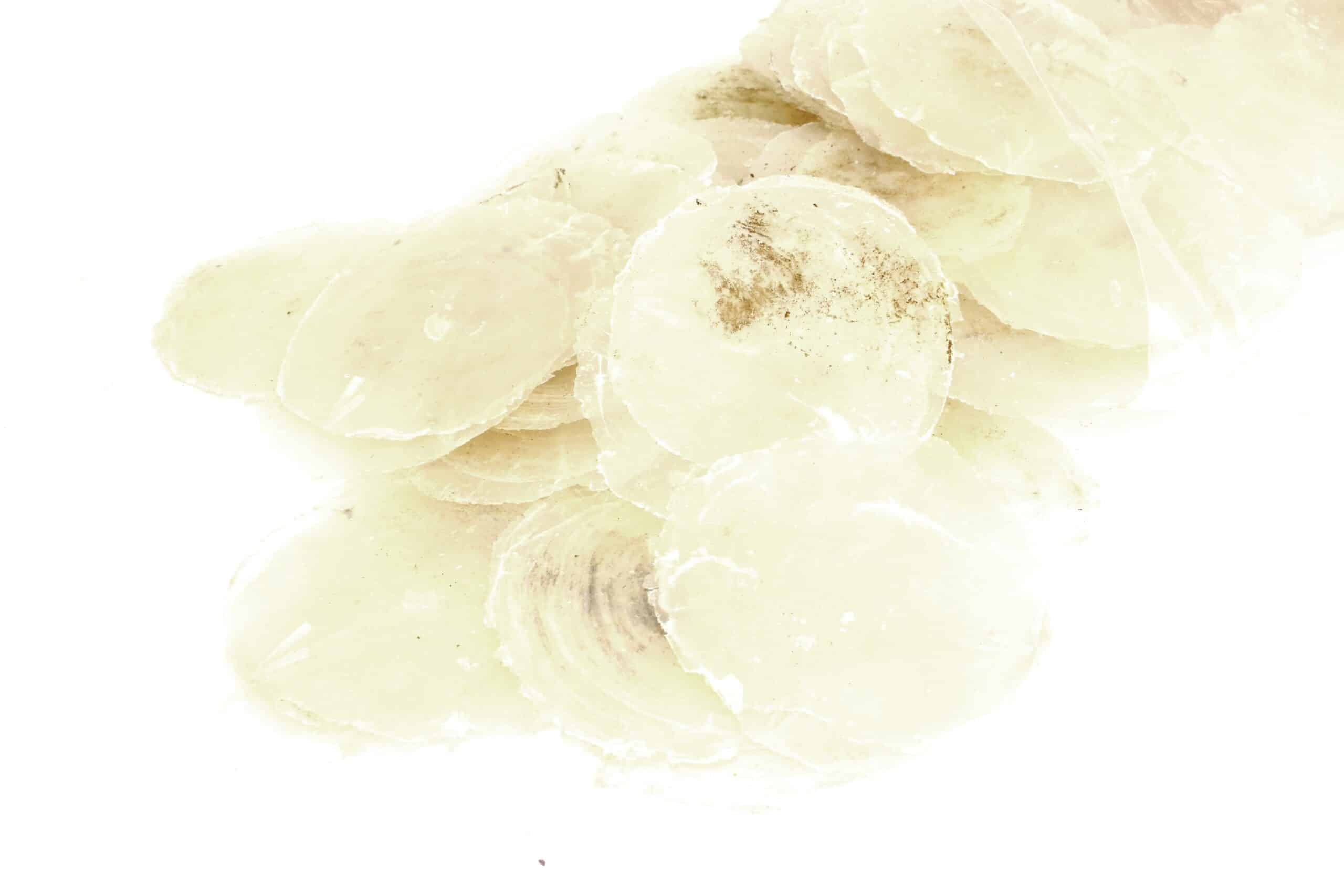 Muszle morskie Capiz Transparetne 100g