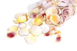 Muszle morskie Cardium Flavus 100g