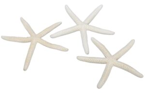 Rozgwiazdy Morskie 10-15cm 12 sztuk