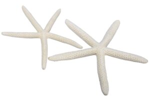 Rozgwiazdy Morskie Naturalne 15-20cm 8 sztuk