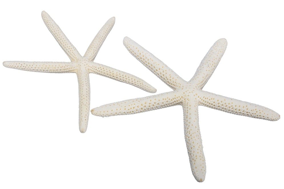 Rozgwiazdy Morskie Naturalne 15-20cm 8 sztuk