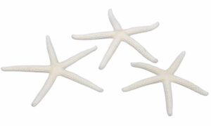 Rozgwiazdy Morskie Naturalne Muszle 7-10cm 16 sztuk