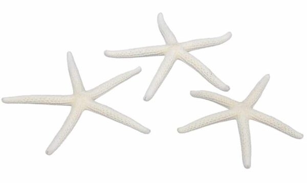Rozgwiazdy Morskie Naturalne Muszle 7-10cm 16 sztuk