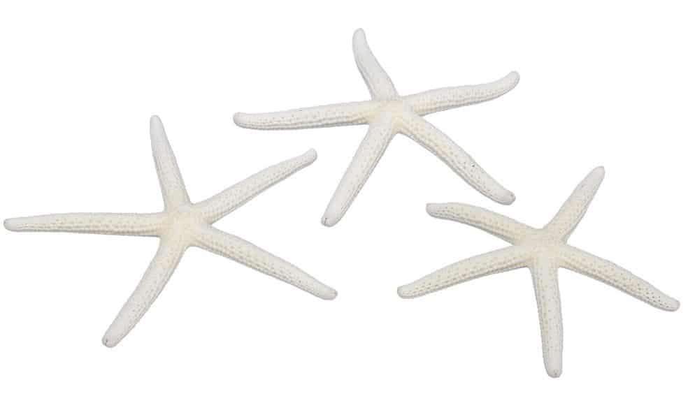 Rozgwiazdy Morskie Naturalne Muszle 7-10cm 16 sztuk