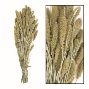 Susz Trawa Suszona Setaria (Włośnica)