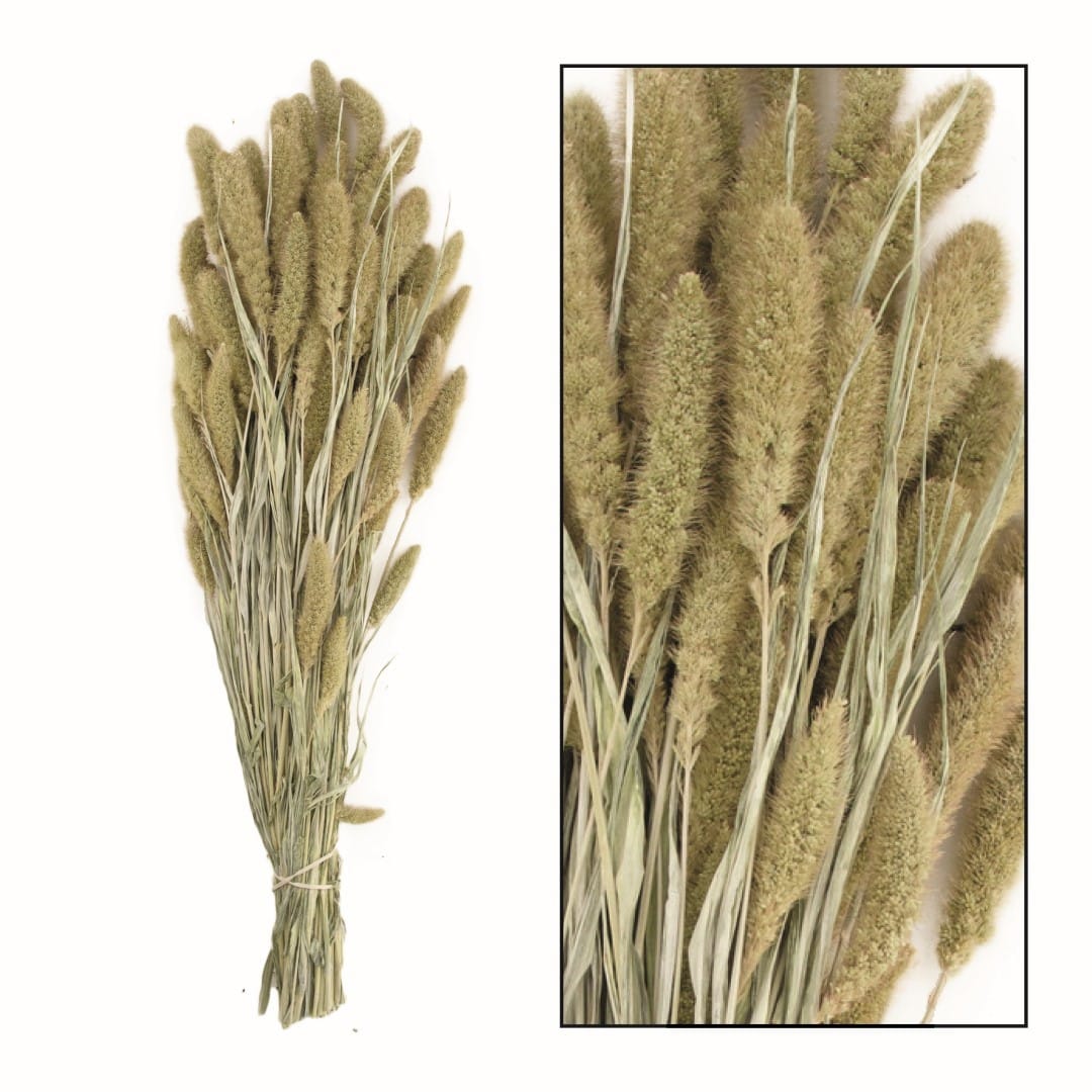 Susz Trawa Suszona Setaria (Włośnica)