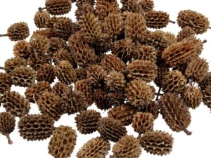 Szyszki Casurina Naturalna