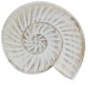 Talerz dekoracyjny muszla ślimaka 23cm