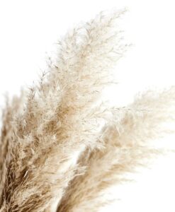 Trawa Pampasowa 120cm 1 szt.