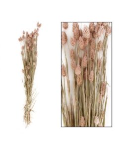 Susz trawy Phalaris mozga kanadyjska naturalna