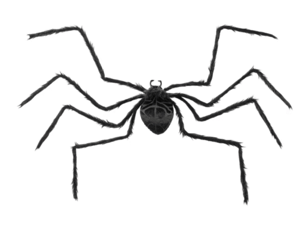 Duży pająk w kolorze czarnym na Halloween