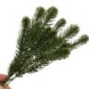 galazki swierku 5 sztuk Gałązki świerku 5 sztuk zielone